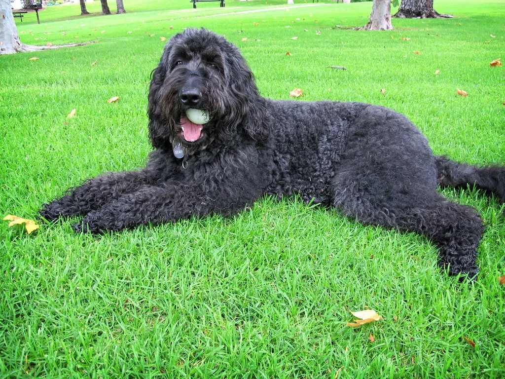 Signs Your Dog Isn't Getting Enough Exercise (Image Credits: Flickr)