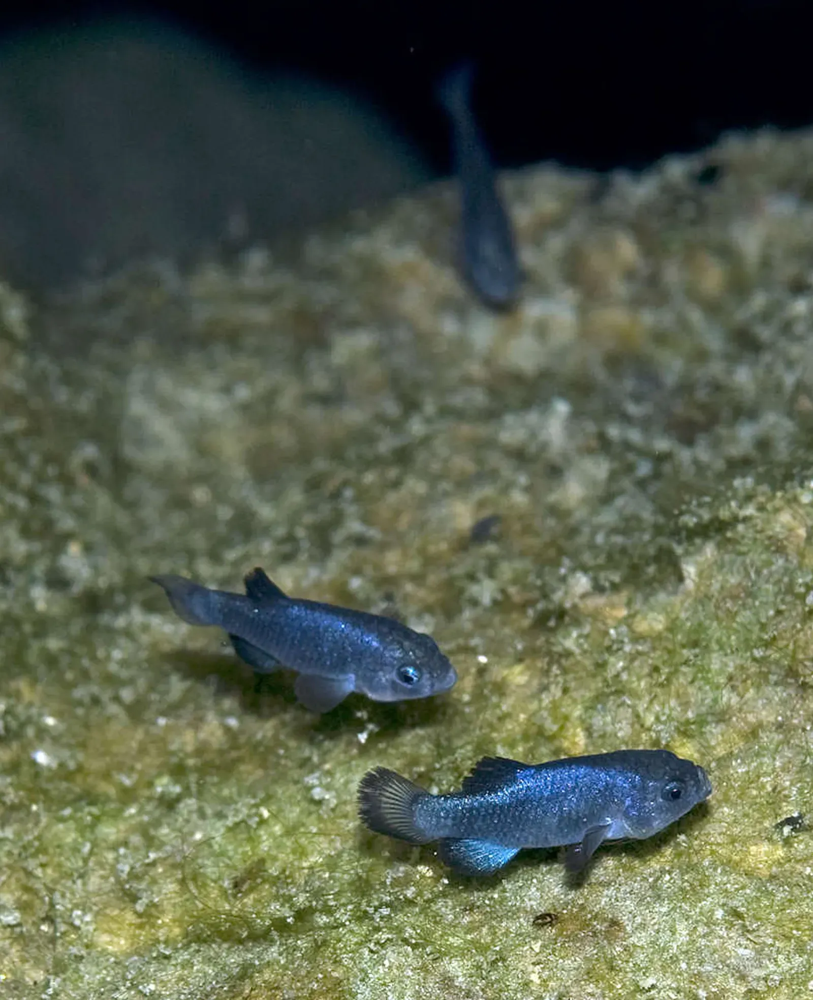 Devil's Hole Pupfish (Image Credits: Wikimedia)