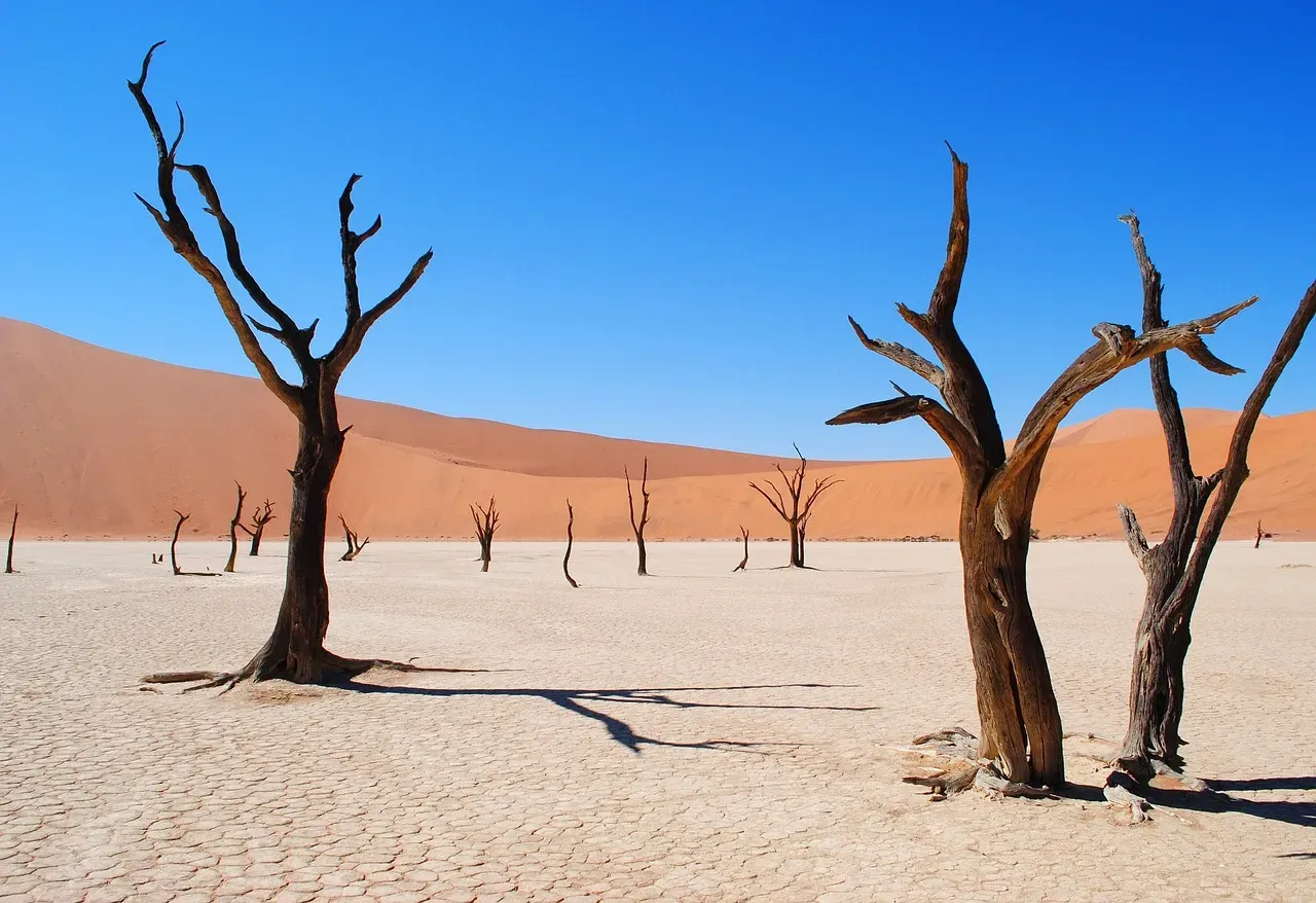 9. Leave Dead Trees and Branches (Image Credits: Pixabay)