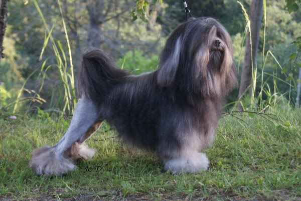 Lowchen - The Little Lion Dog (Image Credits: Wikimedia)