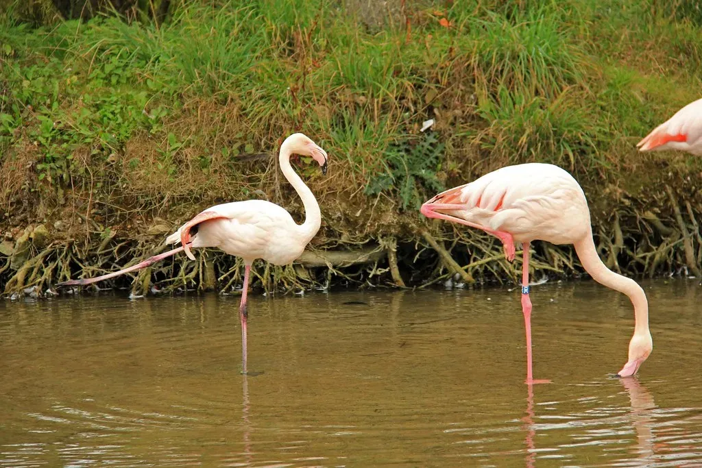 6. The Flamingo: Beauty, Balance, and Unshakeable Elegance (Karen Roe, Flickr, CC BY 2.0)