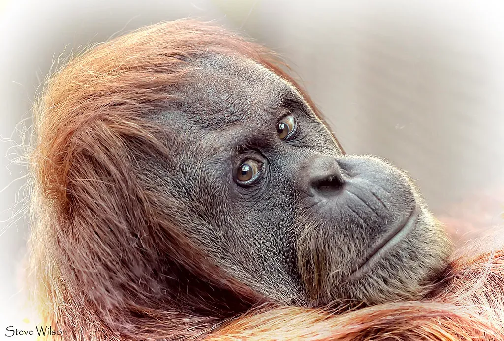 America's Vanished Mammals That Never Really Left (Image Credits: Flickr)