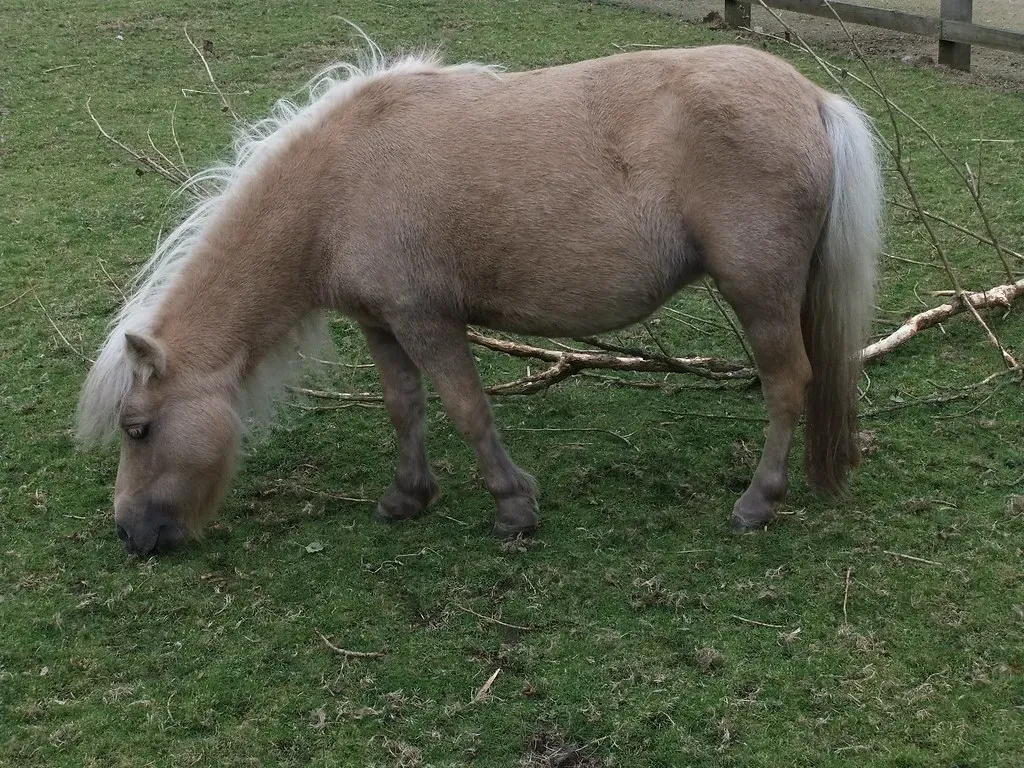Arizona Recognizes Miniature Horses as Service Animals (Image Credits: Flickr)
