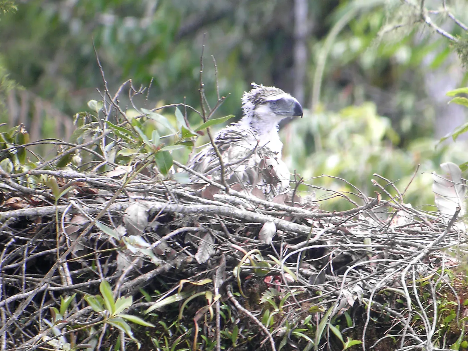 These Eagles Are Territorial and Monogamous (Image Credits: Wikimedia)