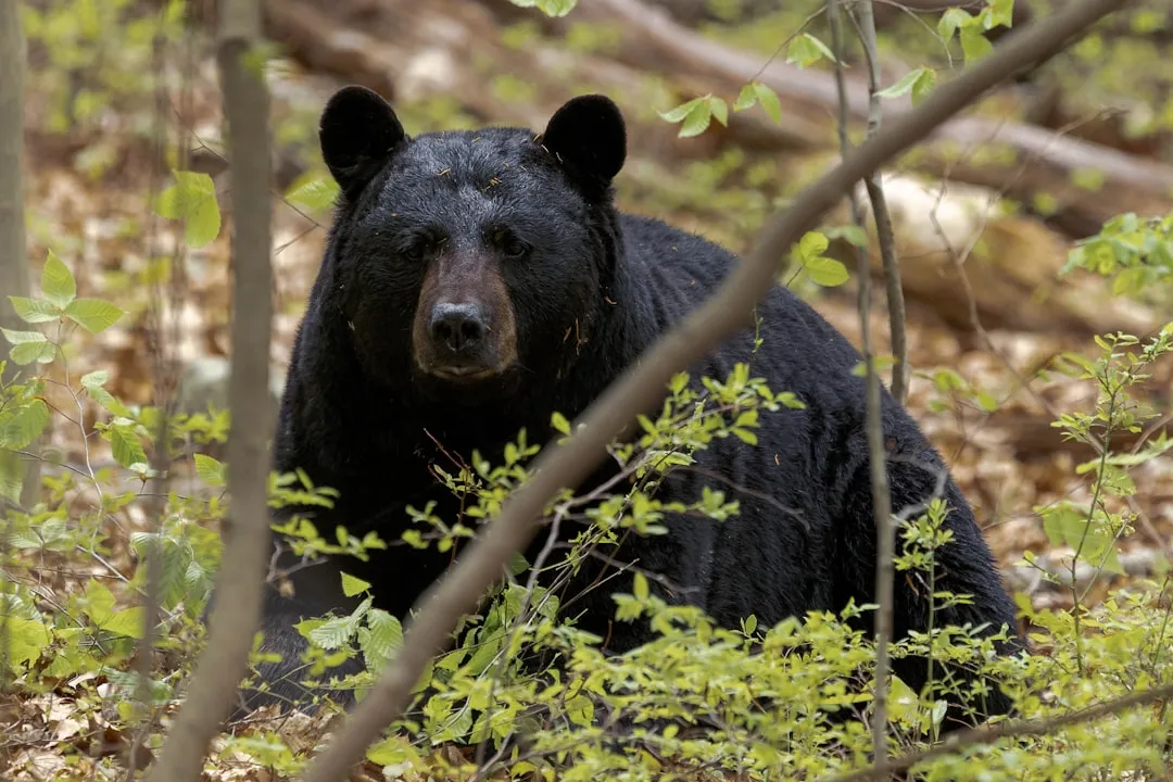 The Myth of the &ldquo;Relentlessly Hungry&rdquo; Bear (Image Credits: Unsplash)