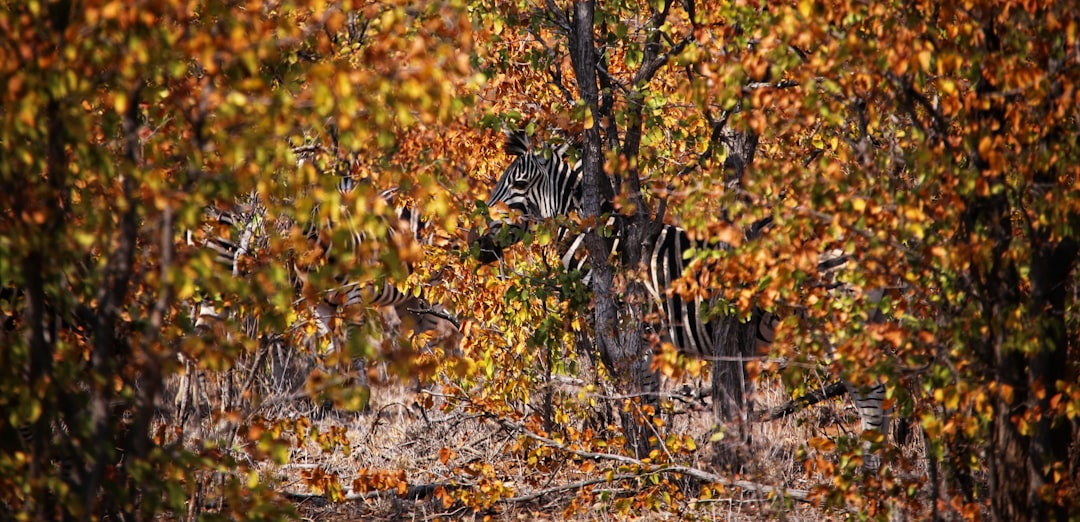 Use Environmental Camouflage (Image Credits: Unsplash)