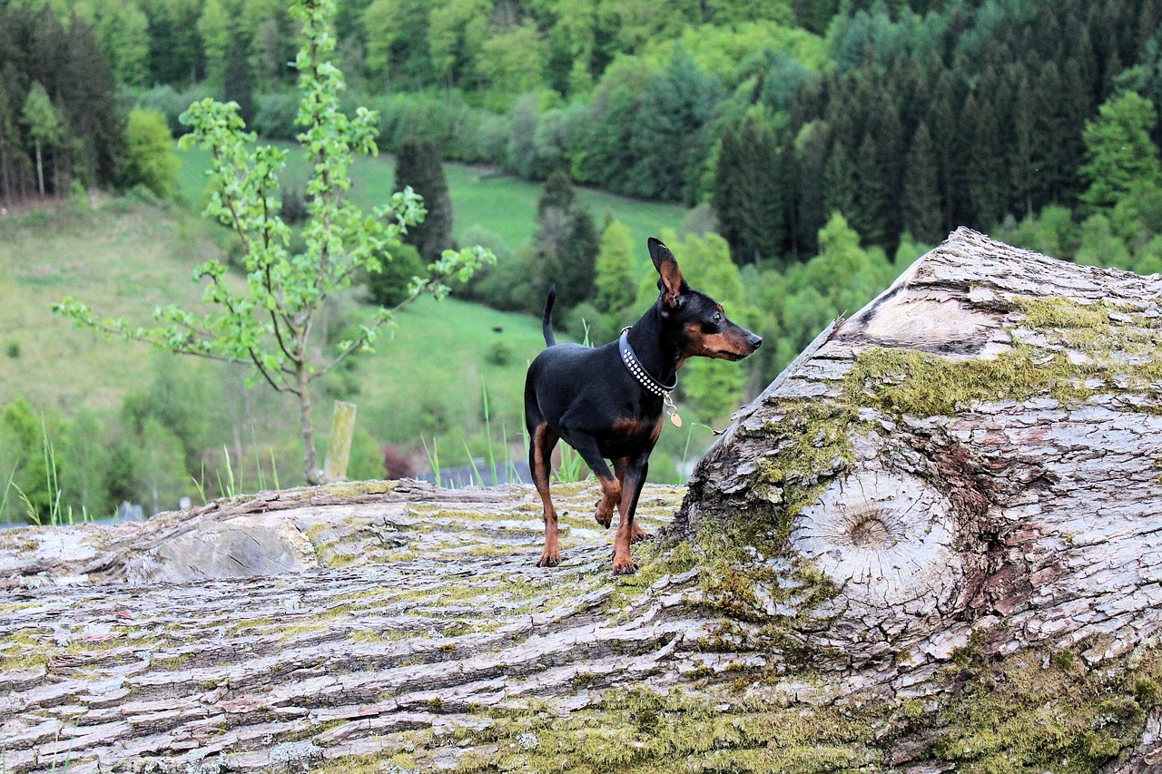 Miniature Pinscher - The King of Toys (Image Credits: Pixabay)