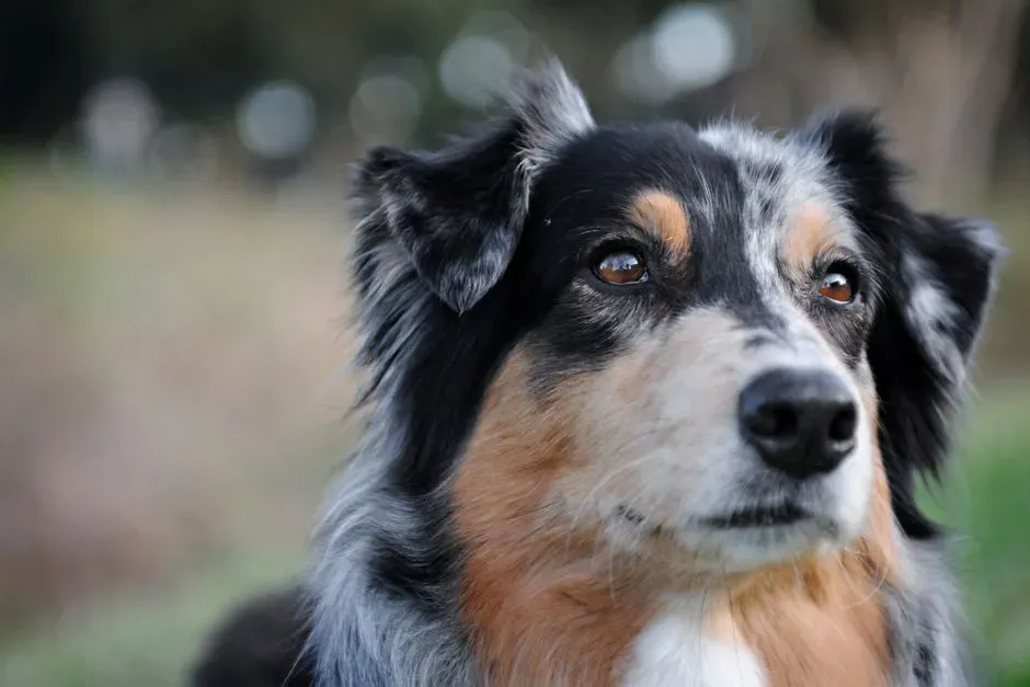 #5. Australian Shepherd (Image Credits: Pexels)