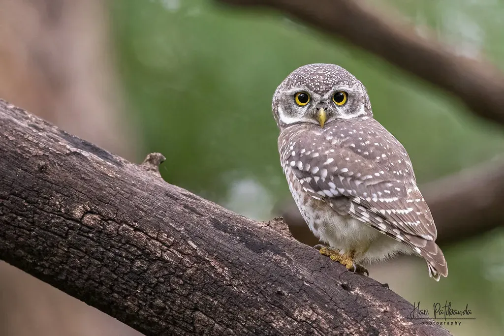 Northern Spotted Owl: The Silent Old-Growth Guardian (Image Credits: Flickr)
