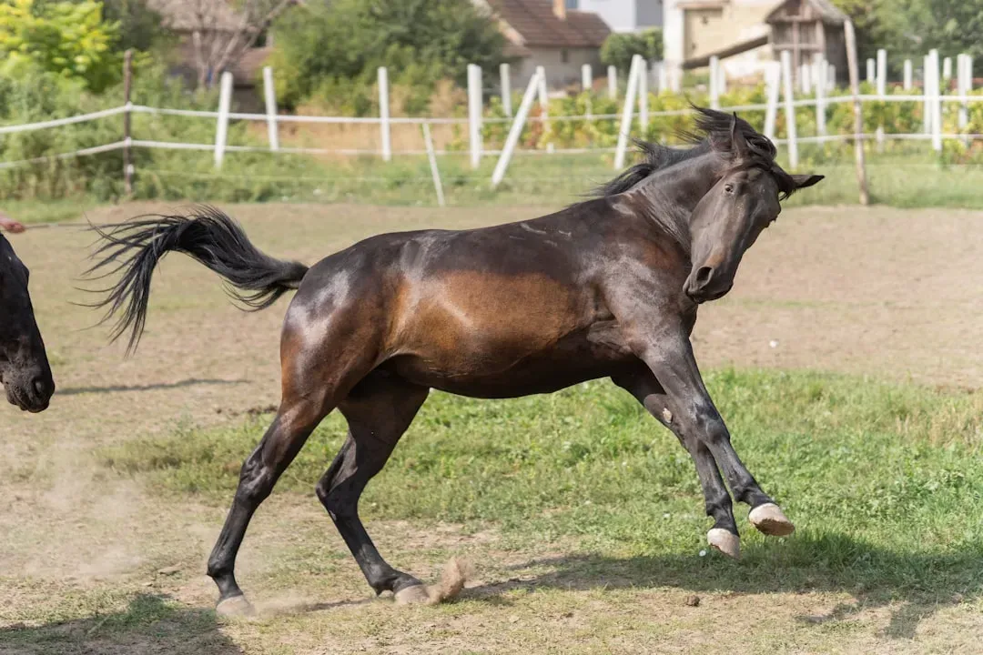 Sagittarius: The Archer Becomes The Horse (Image Credits: Unsplash)