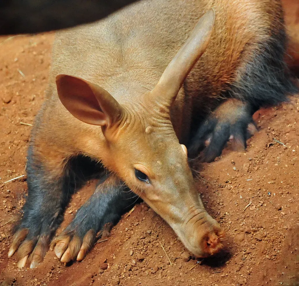 6. Its Nose Is a Superpower - With Record-Breaking Olfactory Gear (Image Credits: Flickr)