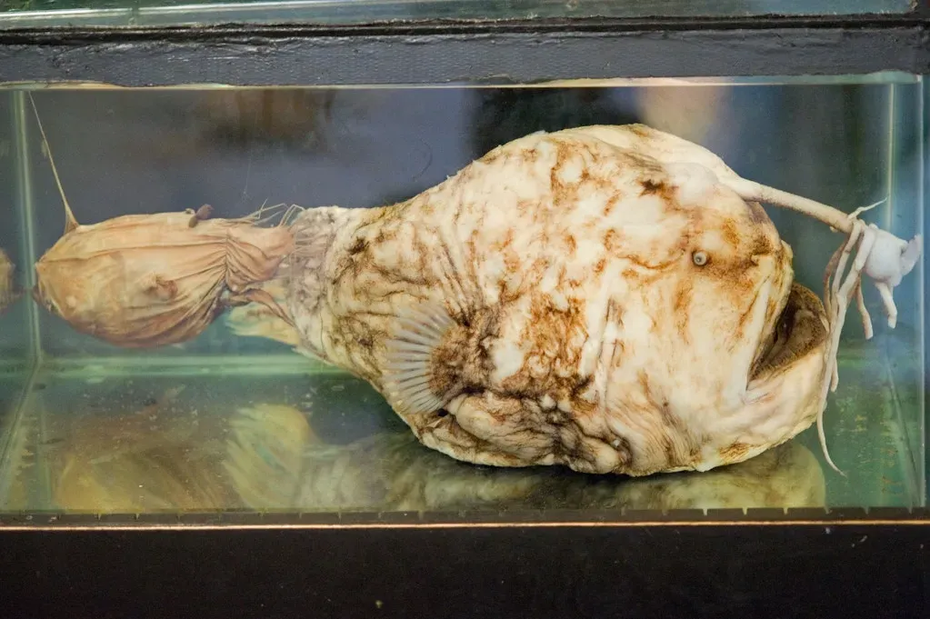 Some Species Have Lures Inside Their Mouths and on Their Backs (mark6mauno, Flickr, CC BY 2.0)