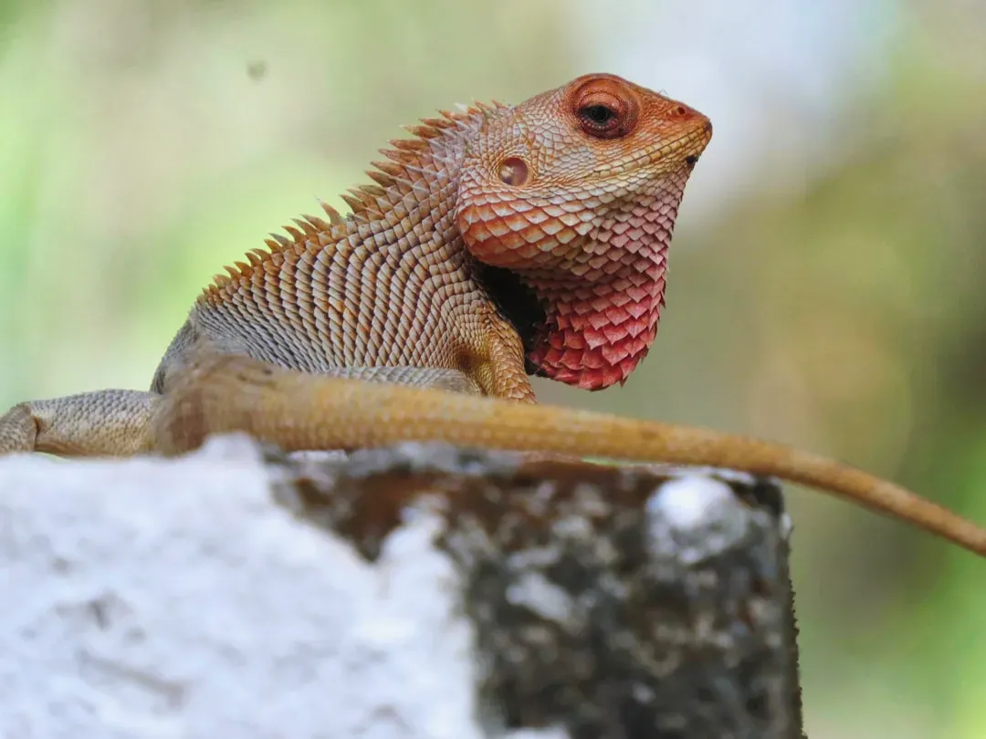 Libra: The Chameleon (Image Credits: Unsplash)