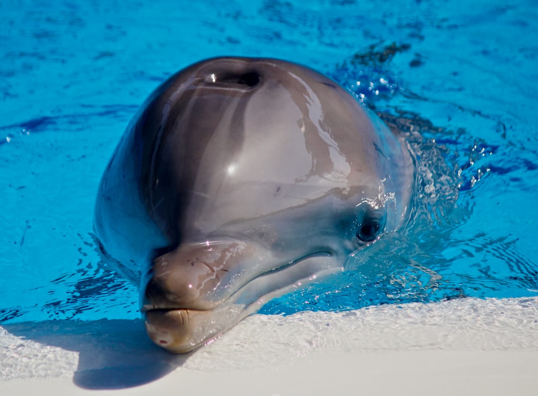 Dolphins - The Oceanic Geniuses (Image Credits: Unsplash)