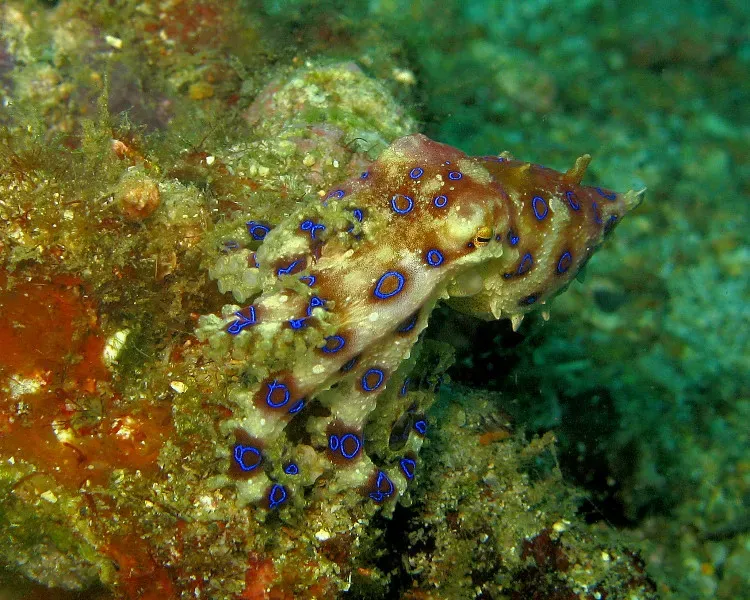 Blue-Ringed Octopus: Golf Ball-Sized Killer (Image Credits: Flickr)