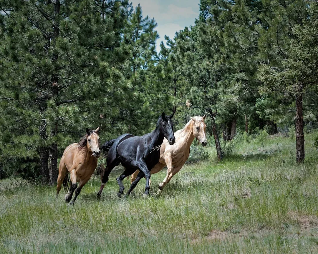 #11 - Quarter Horse (Image Credits: Unsplash)