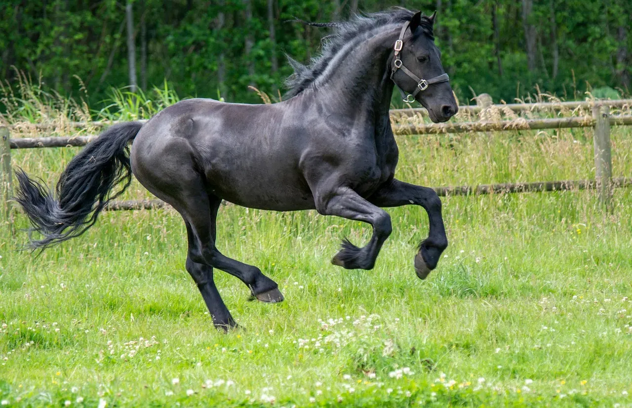 #6 - Friesian: The Dramatic Black Beauty With Exclusive Devotion (Image Credits: Pixabay)