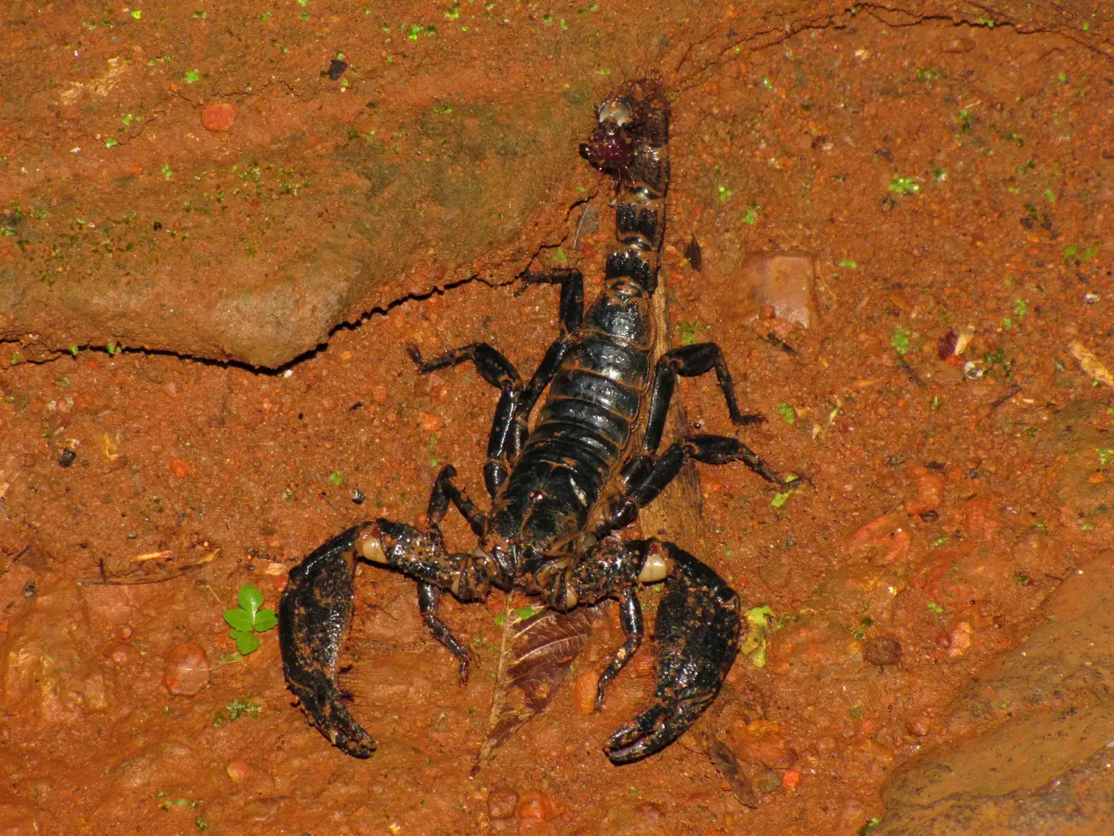 Pisces: The Fat-Tailed Scorpion (Image Credits: Wikimedia)