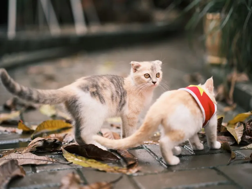 #5 - The Cat They Become at 3 Years Old Was Shaped Hard in the First 3 Months (Image Credits: Pexels)