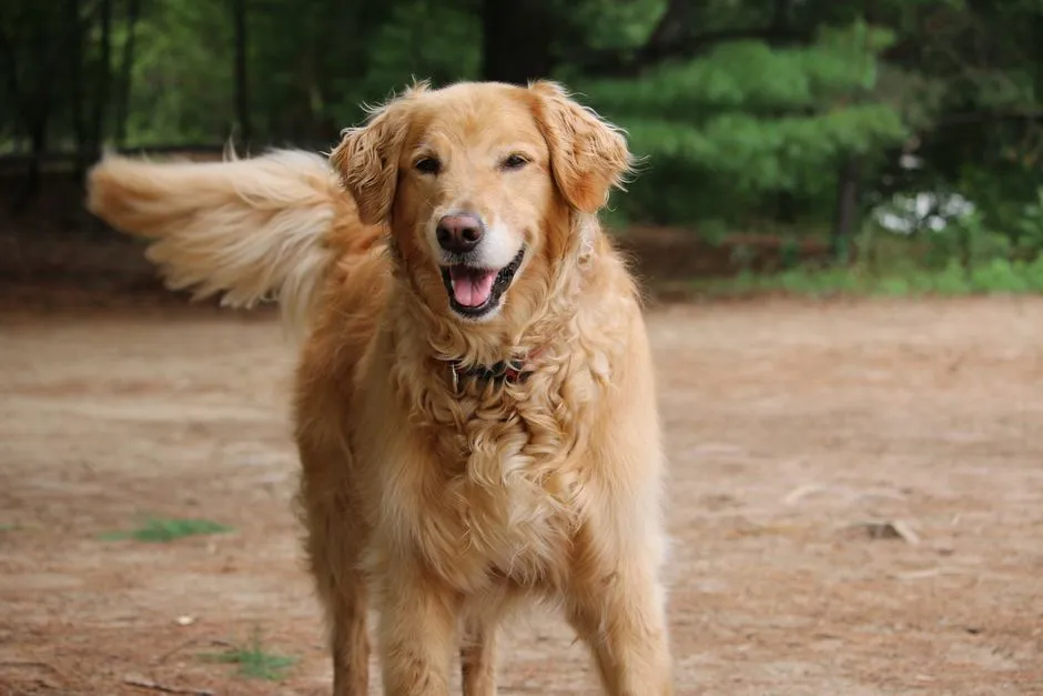 #14 - Their Tail Starts to Wag in Both Directions (Image Credits: Pexels)