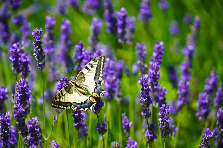 Lavender: The Scented Runway Butterflies Never Miss (Image Credits: Pexels)