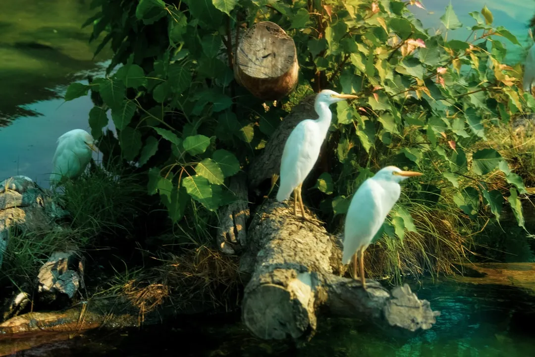 Conclusion: Ecosystems Are Built on Deals, Not Harmony (Image Credits: Unsplash)