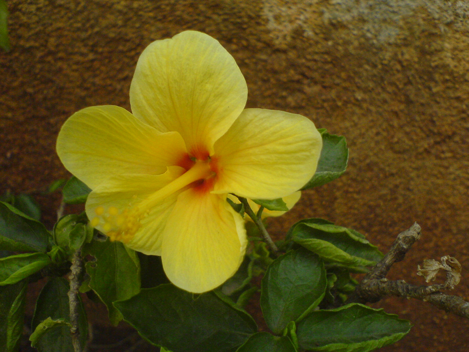 1. Tropical Hibiscus - The Stunning Show-Stopper (Image Credits: Wikimedia)