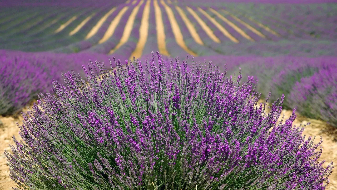 2. Plant Lavender Along Paths and Seating Areas (Image Credits: Pixabay)