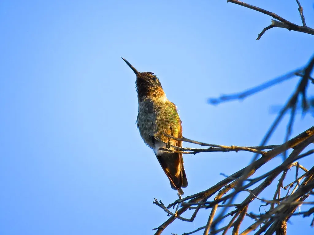 #6. Bare Branches With a View (Chic Bee, Flickr, CC BY 2.0)