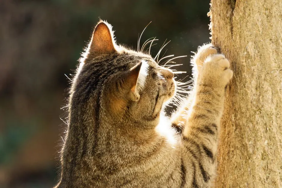 #9 - Nails, Paw Pads, and Overgrown Claws (Image Credits: Pexels)