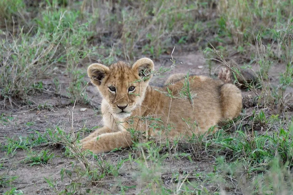 6. Male Lions Practice Infanticide (Image Credits: Pexels)