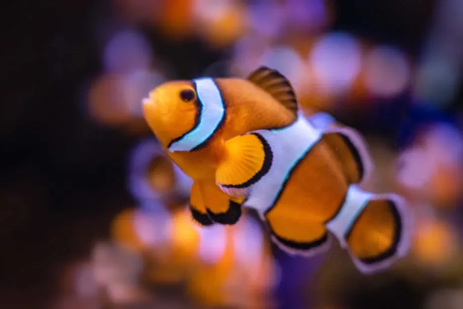 Pisces (February 19 &ndash; March 20): The Clownfish (Image Credits: Pexels)