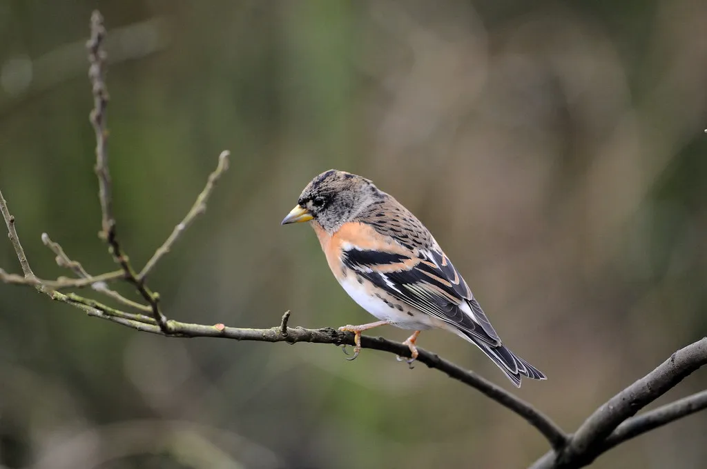#37 - Bramblings Have Become an Unpredictable Rarity (chapmankj75, Flickr, CC BY 2.0)