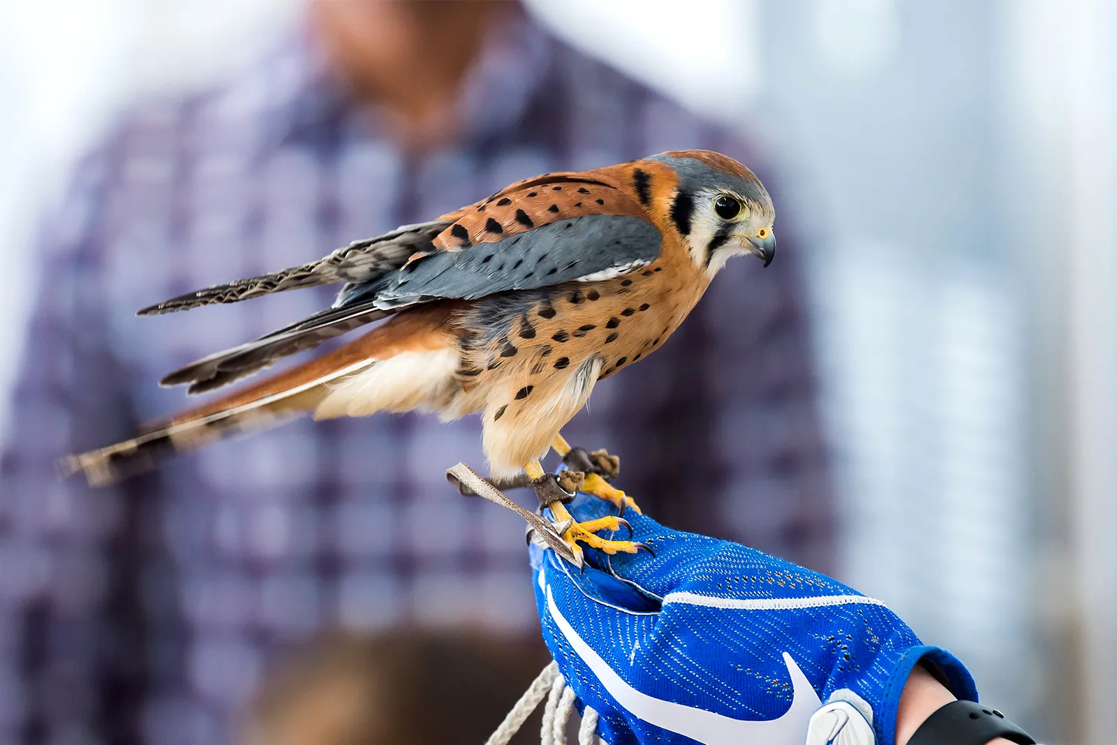 #3 Gemini – The American Kestrel (By Trevor Cokley, Air Force, Public domain)