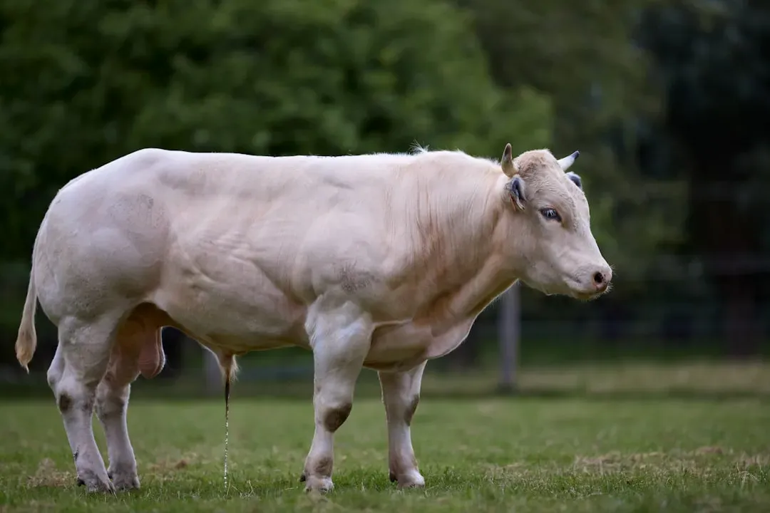 Charolais: The Muscular French Import (Image Credits: Unsplash)