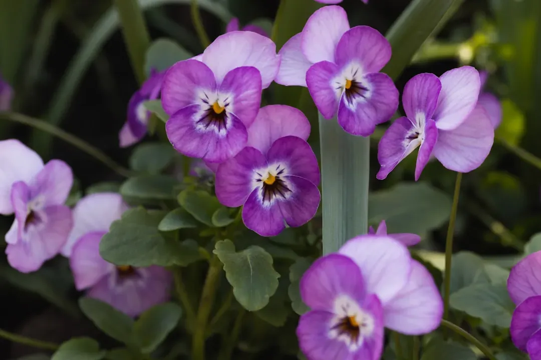 Pansies: Cheerful Faces in the Frost (Image Credits: Unsplash)