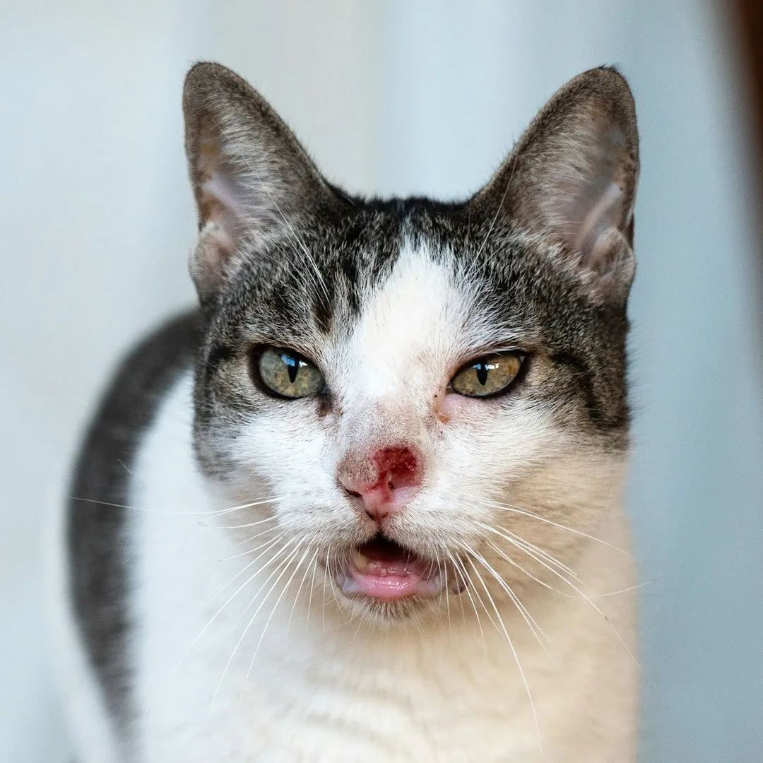 #3 Sudden Bursts of Meowing, Especially at Night (Image Credits: Unsplash)