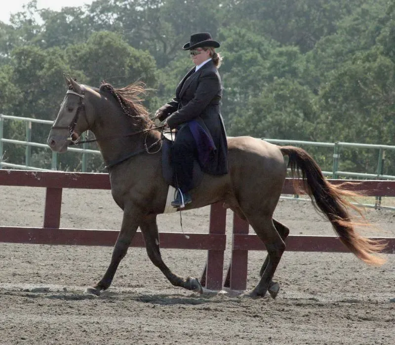 #11 - Tennessee Walking Horse (Just chaos, Flickr, CC BY 2.0)