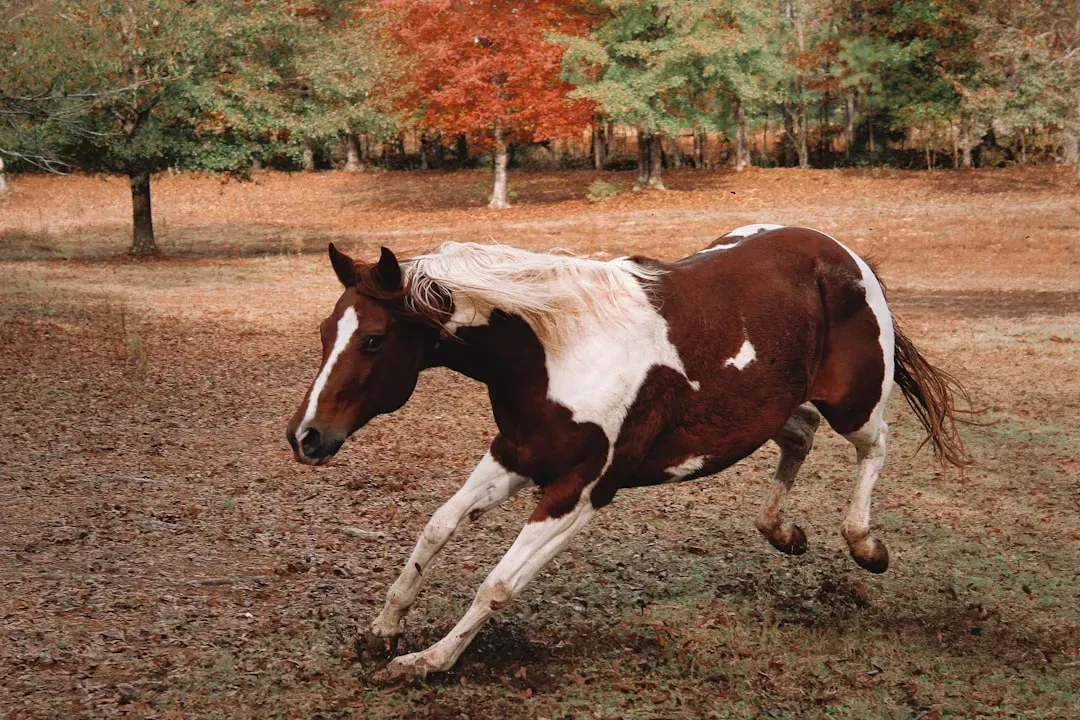 11. American Saddlebred &ndash; The Horse America Made (Image Credits: Unsplash)