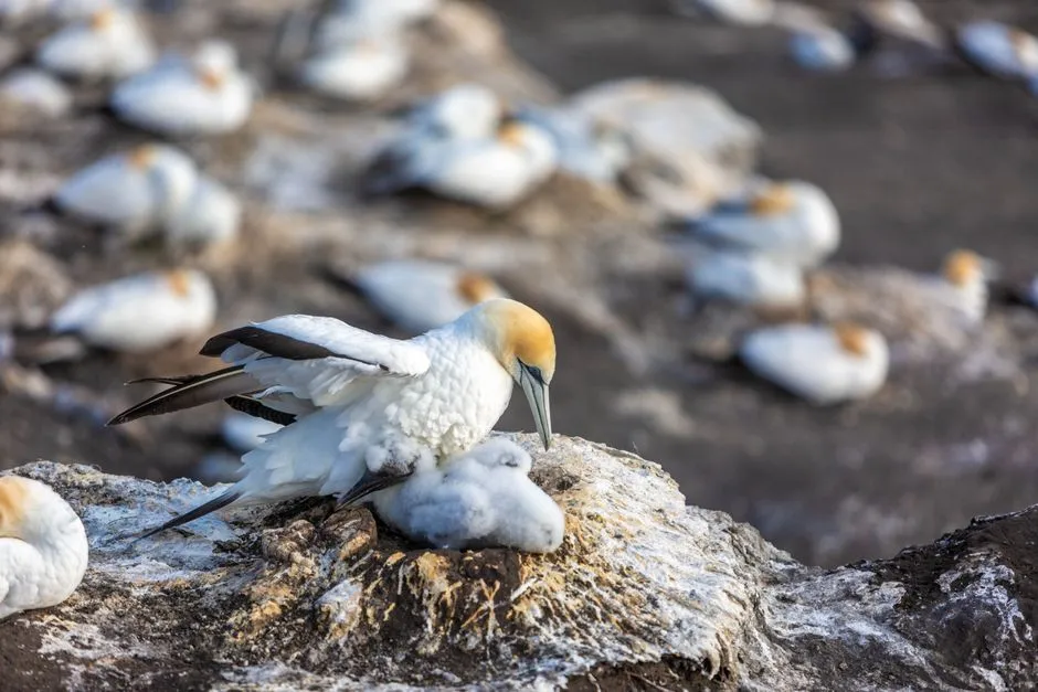 6. Pufflings Grow Up Fast (Image Credits: Pexels)