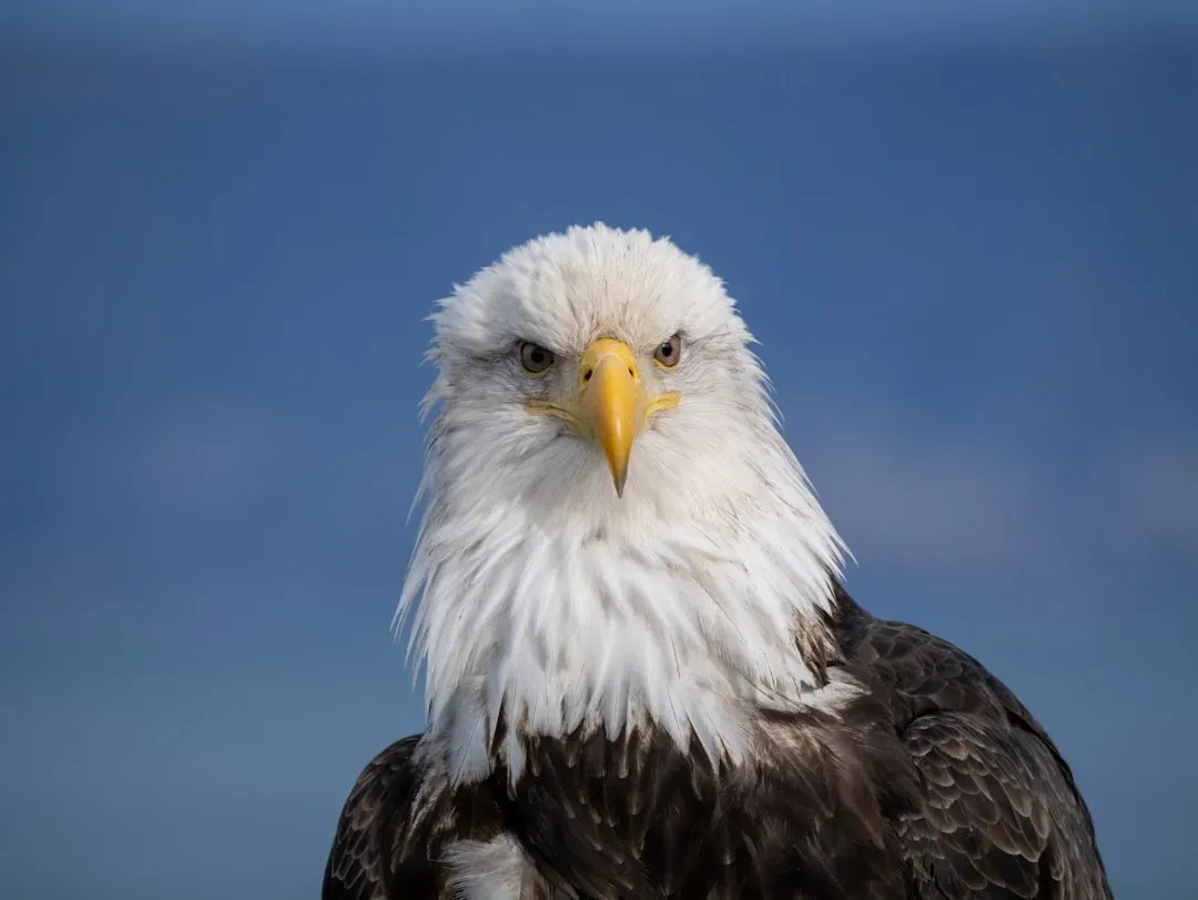 1. Alaska: The Undisputed Eagle Haven (Image Credits: Unsplash)