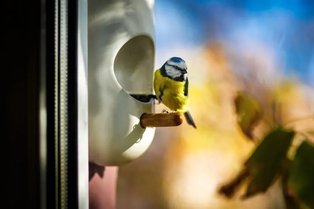 #10 – Feeders Placed Too Close to Windows or Houses (Image Credits: Unsplash)