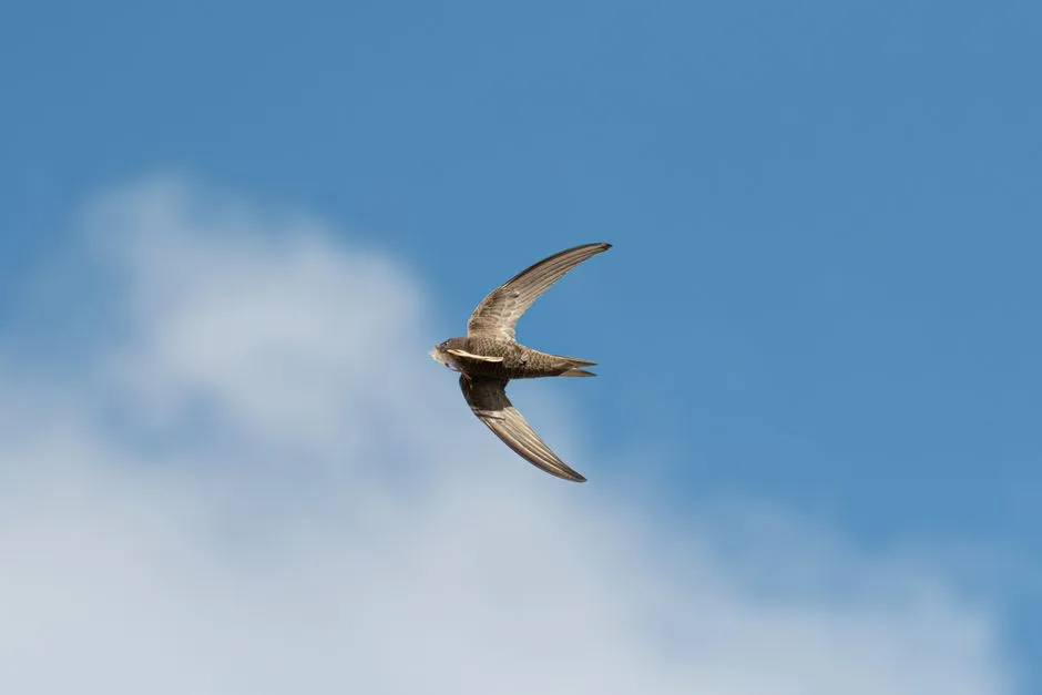 The Common Swift's Scientifically Confirmed Mark (Image Credits: Pexels)