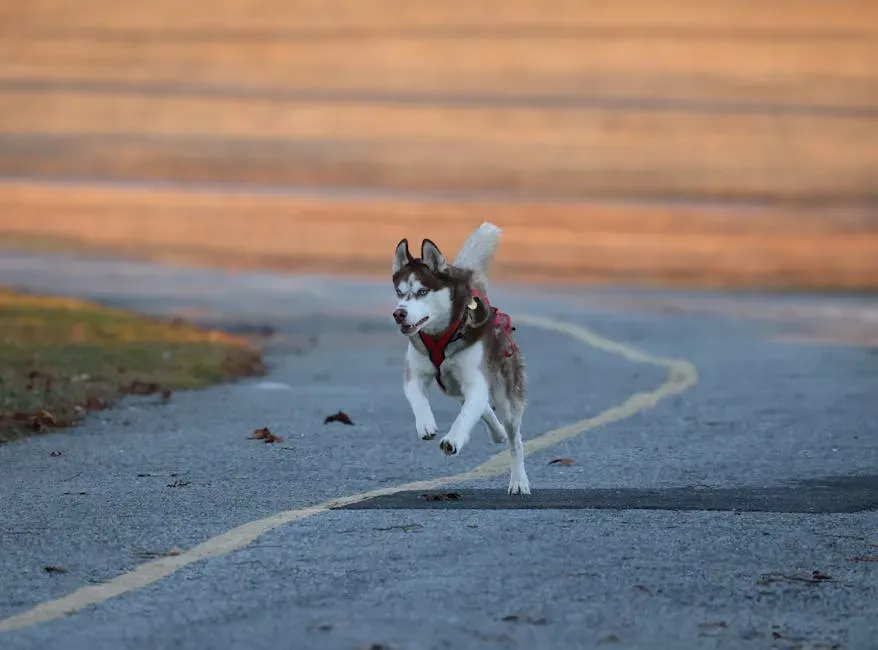 #4. Siberian Husky (Image Credits: Pexels)