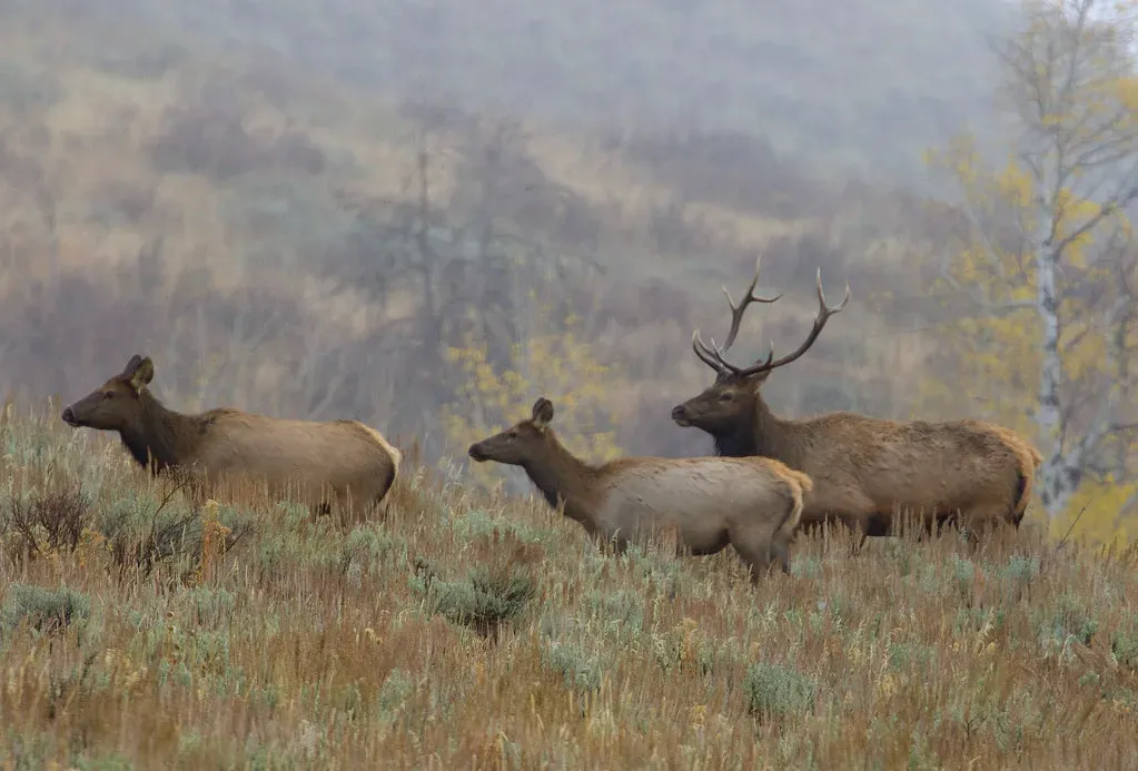 Elk Migration in the Greater Yellowstone Ecosystem (Image Credits: Flickr)