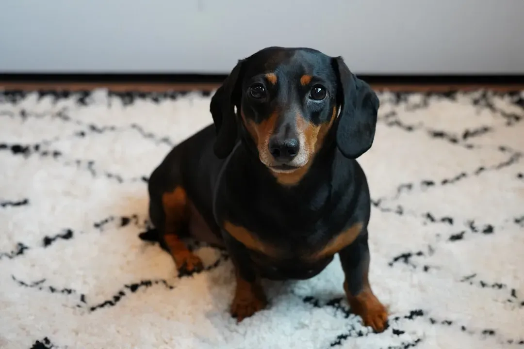 Turns Out, Dogs Can Be Highly Sensitive Too (Image Credits: Unsplash)