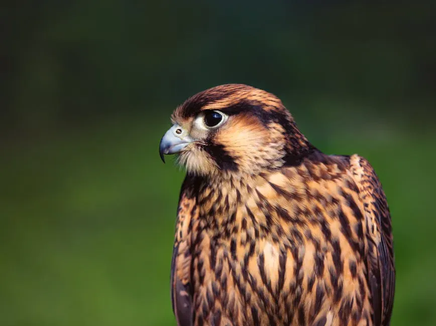 #8: Ambition and Strategy - The Falcon Traits Hidden in Earth Signs (Image Credits: Pexels)
