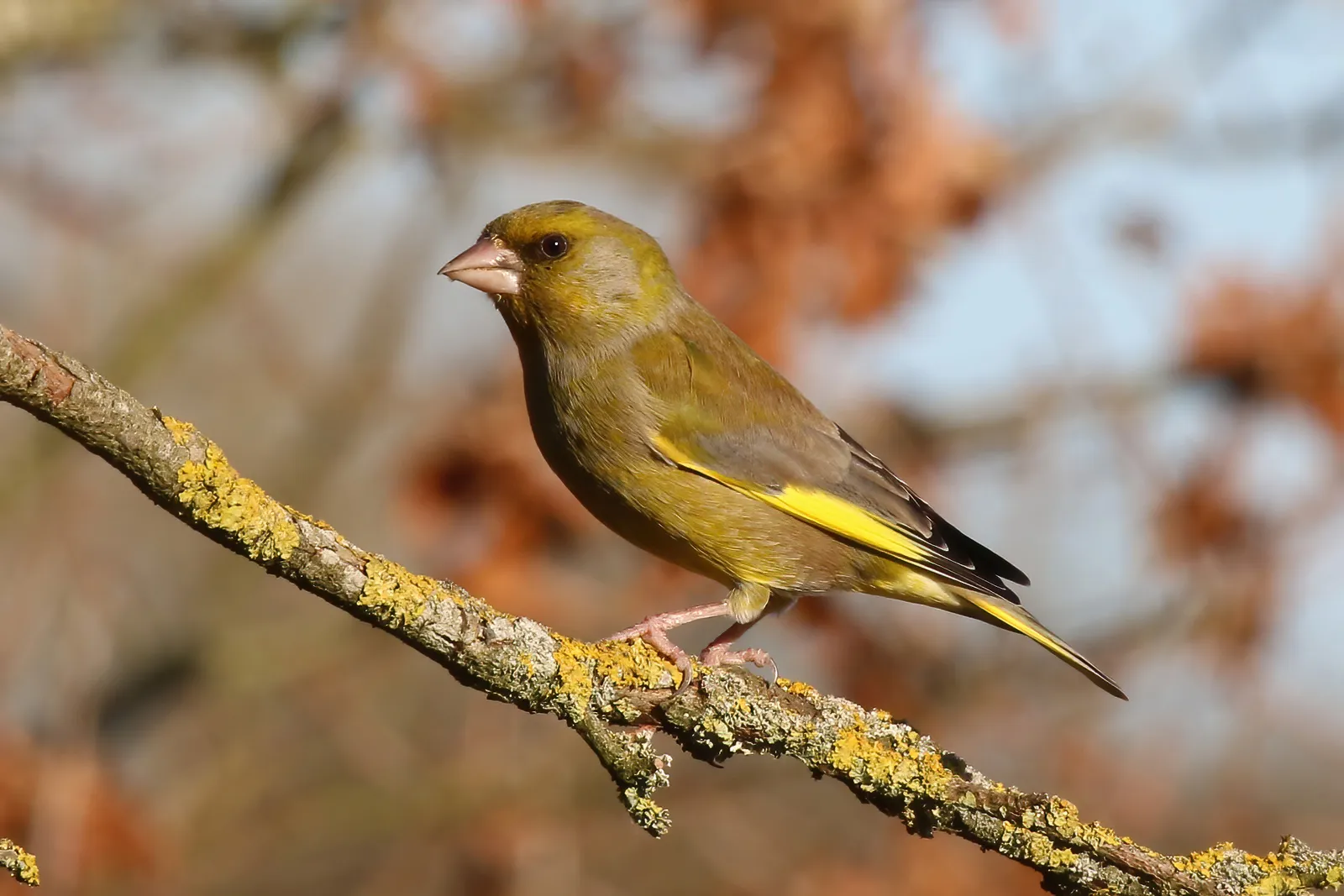 #23 - Greenfinches Are Dying From a Disease Most Gardeners Have Never Heard Of (Own work, from Sharp Photography, sharpphotography, CC BY-SA 3.0)