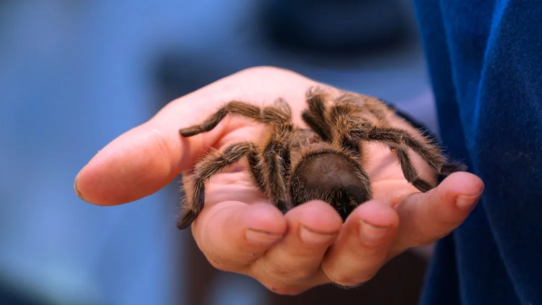 #27 - Tarantulas: Zero Evidence of Mammal-Style Bonding (Image Credits: Unsplash)