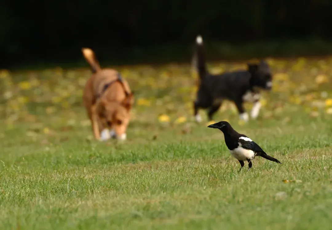 #6: Never Let Other Pets Interact With Them Unsupervised (Image Credits: Unsplash)
